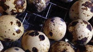 Инкубатор Блиц 48 цифровой, продолжение;)