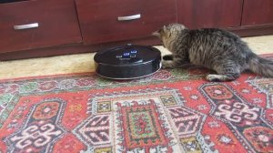 Кошка катается на пылесосе