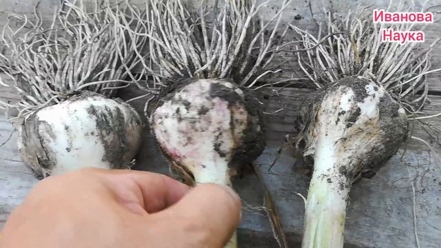 Не спешите убирать чеснок! Все признаки готовности чеснока к уборке! смотреть онлайн
