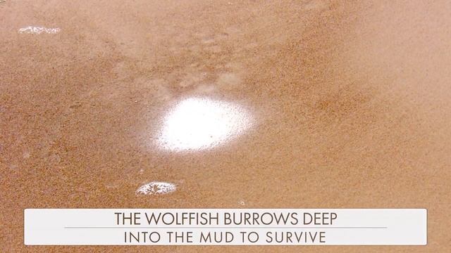 Увидеть и умереть! Место, где можно поплавать в пустыне.. смотреть онлайн