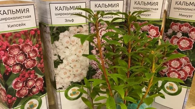 Кальмия Широколистная: сорта, уход и выращивание