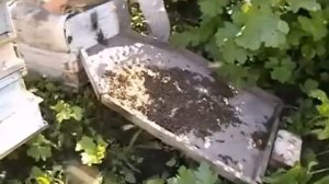 как легко снимать привившийся рой и возвращать рой назад в свой улей если это необходимо