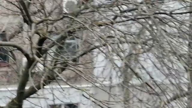 Цвет настроения!?. Птички невелички ?Клёст. Дятел03.12.21 смотреть онлайн