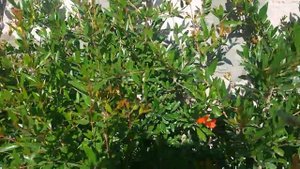 Как Цветет дерево Гранат в саду - How the Garnet Tree in the Garden Grows
