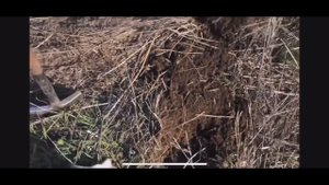 КОПАЕМ ПО СТАРИНЕ В САРАТОВСКОЙ ОБЛАСТИ НА БЕРЕГУ ВОЛГИ!!!