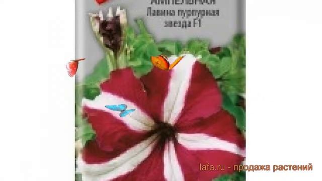 Петуния ампельная Лавина пурпурная звезда F1 ? обзор: как сажать, семена петунии смотреть онлайн