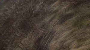 Делаем ловушку для ящериц I Рептишка