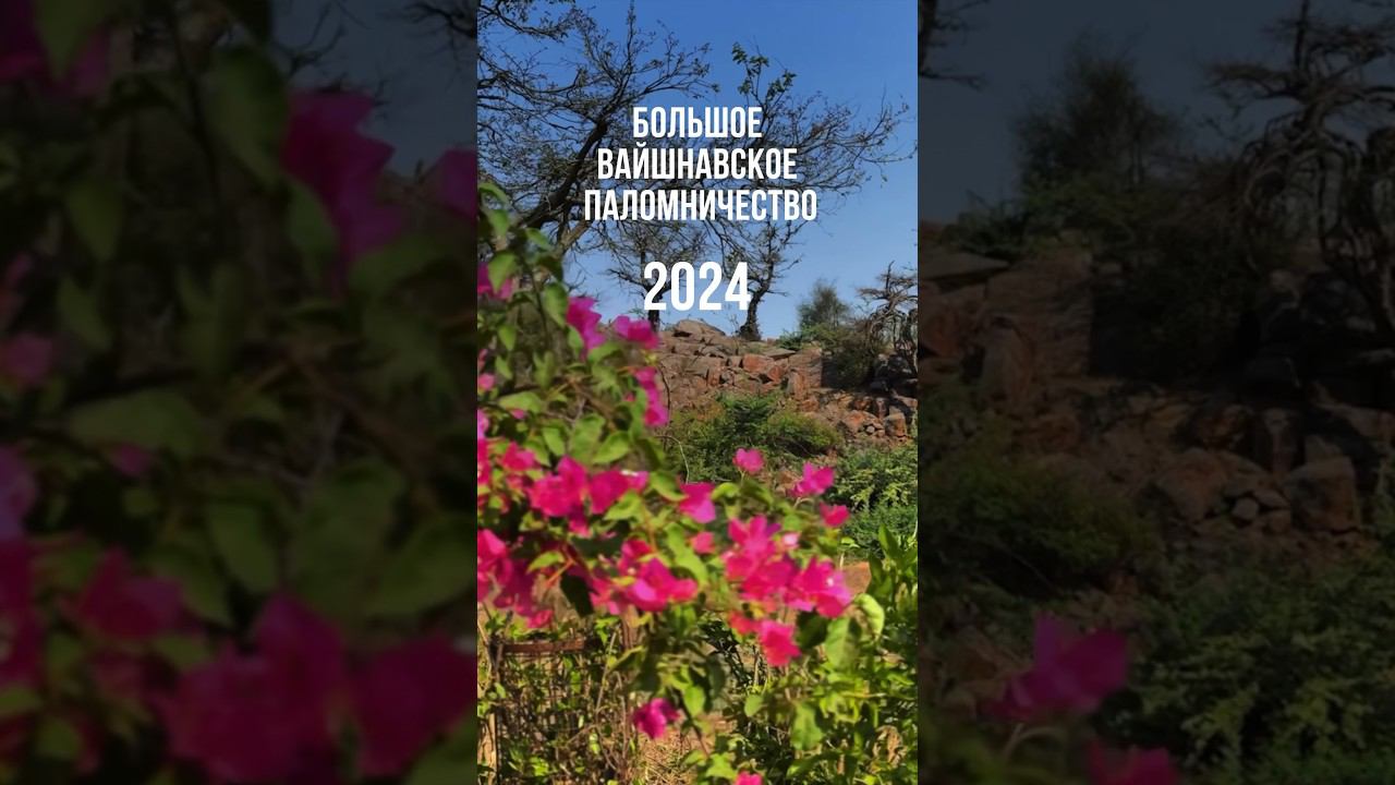 Большое вайшнавское паломничество - 2024. Сева Кундж #сознаниекришны #vrindavanyatra смотреть онлайн