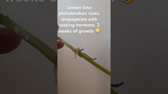 Lemon lime philodendron propagation