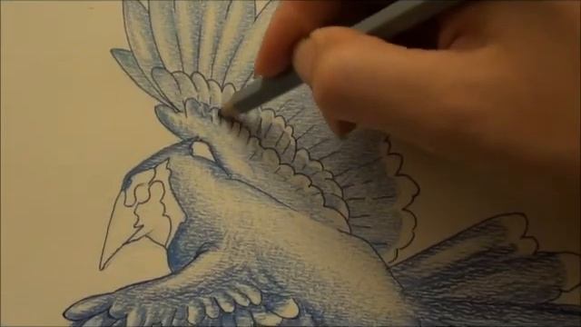 Drawing a Blue Jay смотреть онлайн
