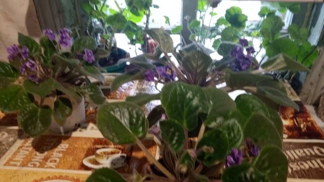 фиалка супер 👍 смотреть онлайн