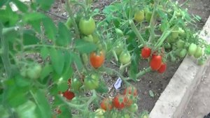 Томат Ракета