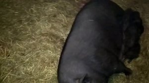 Признаки приближающихся родов у свиней. Опорос. Реанимация слабых поросят.