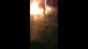 Свинообразный хрюн.В воду кидай.