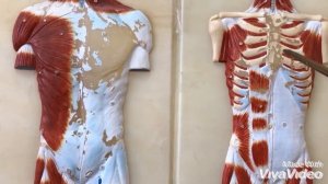 МЫШЦЫ ГРУДИ