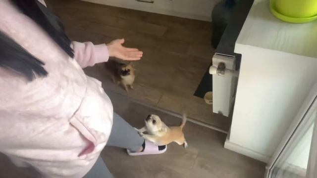 МЕДОВАЯ ПАХЛАВА БЕЗ САХАРА/ЧТО Я ЧИТАЮ смотреть онлайн