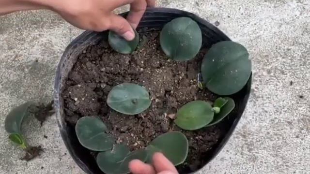 ПЕПЕРОМИЯ Как Укоренить листья /простой способ смотреть онлайн