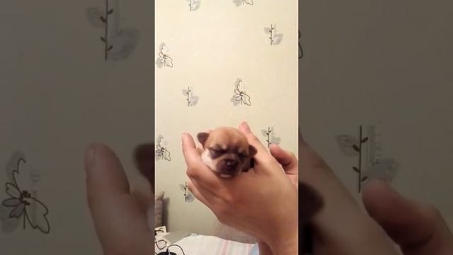Чихуахуа щенок девочка (Мажор+Анита) шоколадный соболь