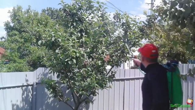 ДЕДОВСКИЙ МЕТОД ОТ ТЛИ И МУРАВЬЁВ!