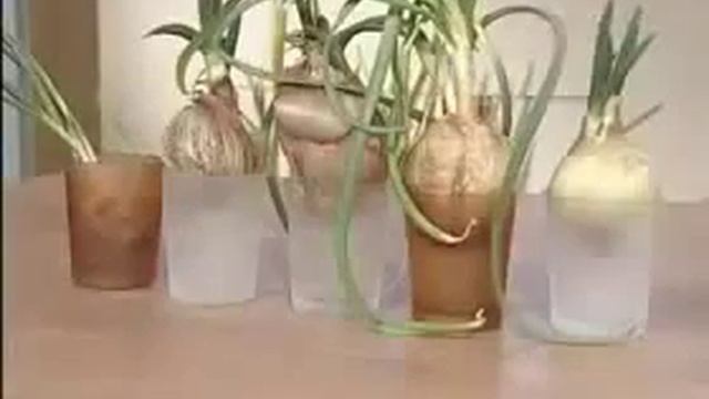 лук зеленый оптом смотреть онлайн