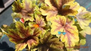 Гейхерелла обыкновенная Голден Зебра ? обзор: как сажать, саженцы гейхереллы Голден Зебра