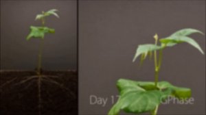 Рост семян: ускоренная съемка роста семян