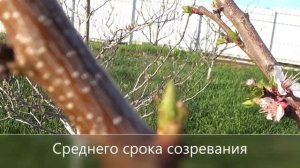 Итоги цветения абрикосов Что влияет на плодовые почки