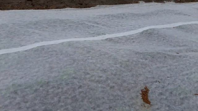 Ривьера ультраранний сорт картофеля на 26.04.20г. Выращивание под агроволокном. смотреть онлайн