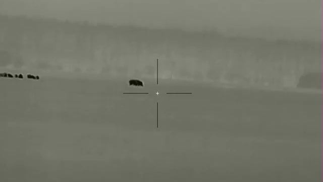 Кабан 300 метров IRAY SAIM SCT 35 смотреть онлайн