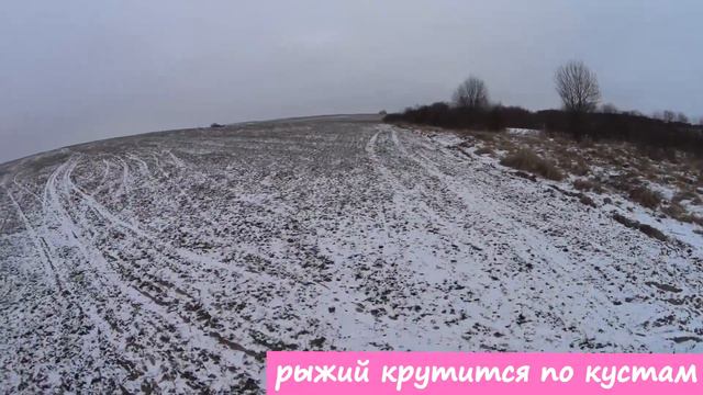 Моя первая куница!