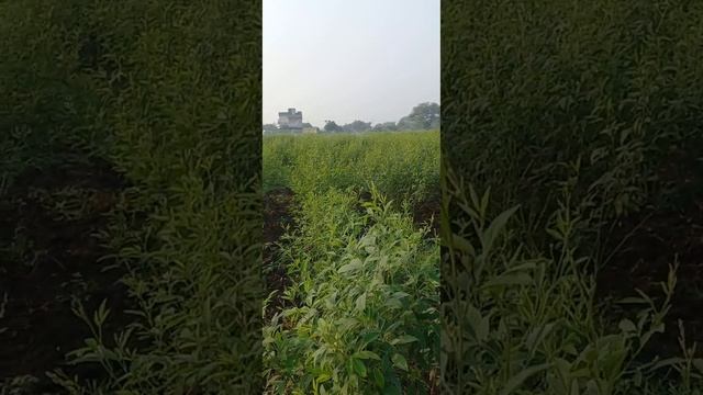 sprinkle or direct water which is best or convience for tur.. смотреть онлайн