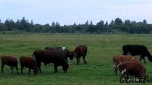 Драка животных