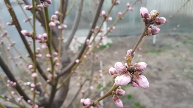 ВТОРАЯ ОБРАБОТКА ПЕРСИКА ОТ КУРЧАВОСТИ И МОНИЛИОЗА смотреть онлайн