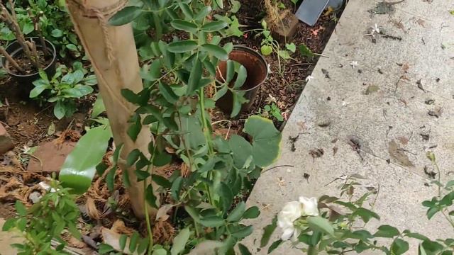 RARE VARIETY Fairy Rose And Kodi Rose From KPS NURSERY  | Unboxing Plants From KPS NURSERY