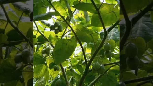 Agribusiness Tree tomato (tamarrilo) farming. How to maximise harvest on tree tomato