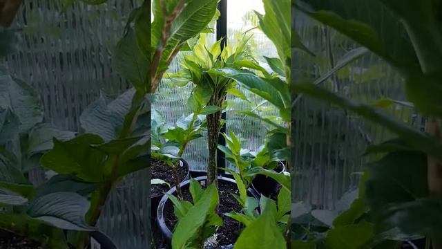 Amorphophallus konjac in the greenhouse