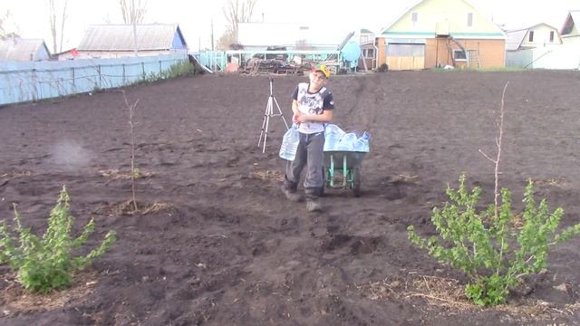 Яблони в цвету, весны творенье ... Посадка саженцев. смотреть онлайн