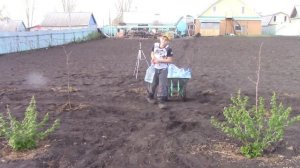 Яблони в цвету, весны творенье ... Посадка саженцев.