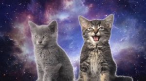 Коты поют песню! СМОТРЕТЬ ВСЕМ