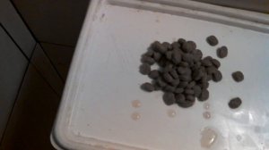 Сухой кошачий/собачий корм для рыб.
