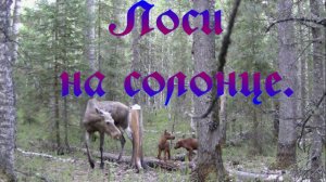 Лоси на солонце. Корова привела на солонец телят этого года.