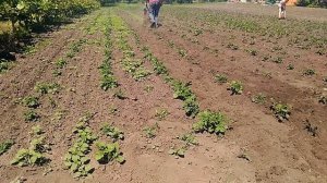 Прополка междурядий картофеля мотоблоком Зубр НТ-105 или видео с опозданием.
