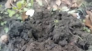 Красный молодой побег с розы образовал каллюс, такой способ черенкования работает 6 октября 2020 го