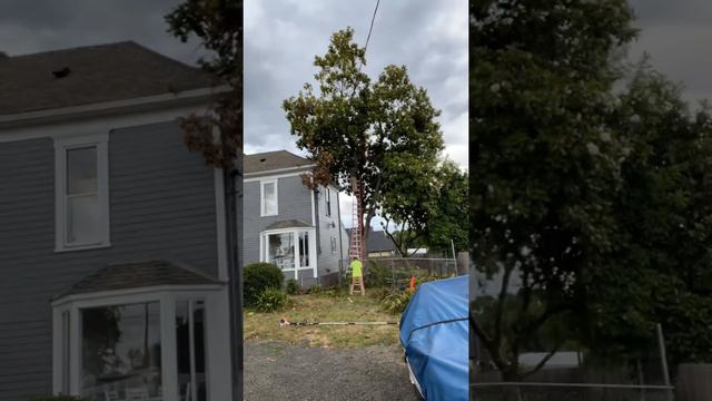 Trimming huge Magnolia Tree