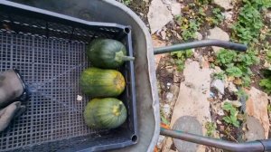 Сбор урожая тыквы 4323