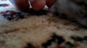 Массаж хомяку