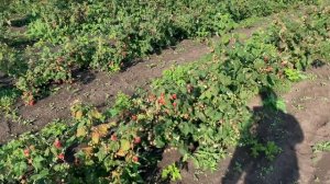 Конек горбунок 10 сентября 19г питомник Школьный сад.