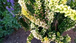 Барбарис. Кустарник для ленивых и очень занятых. Моя маленькая коллекция.