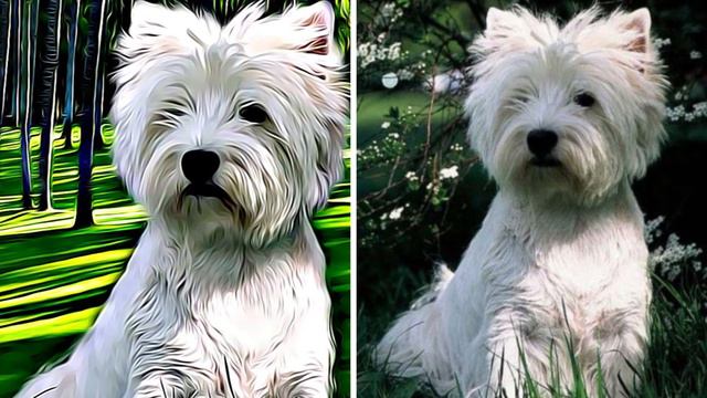 West Highland White Terrier - TOP 10 Interesting Facts смотреть онлайн