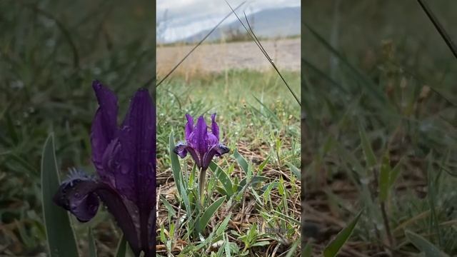 Красота. Дикий ирис в каплях дождя.  Крым  сейчас 21.04.2022 #shorts #nature #крым